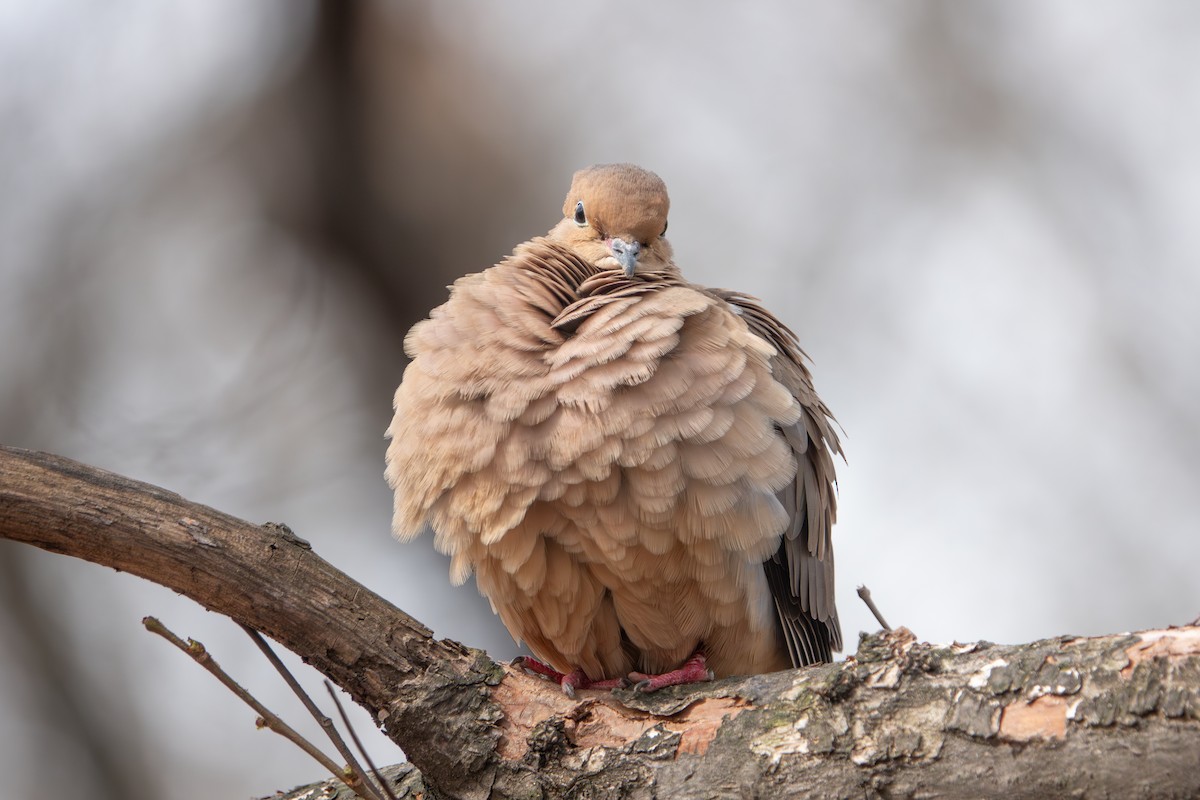 Mourning Dove - ML636066456