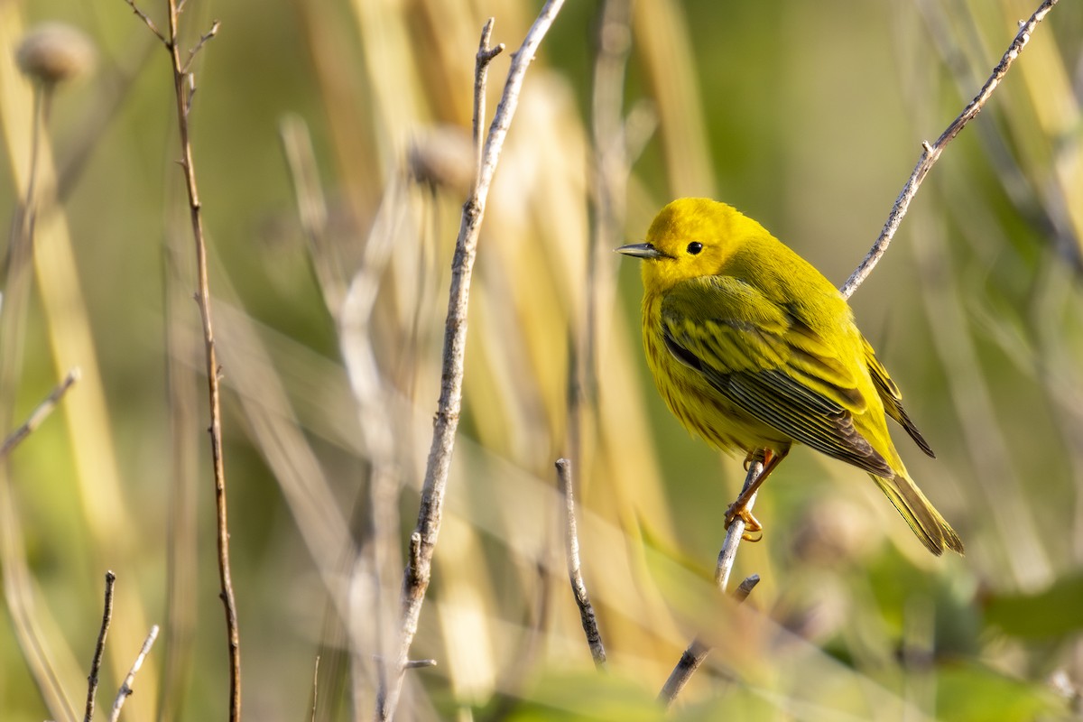 Northern Yellow Warbler - ML636066475