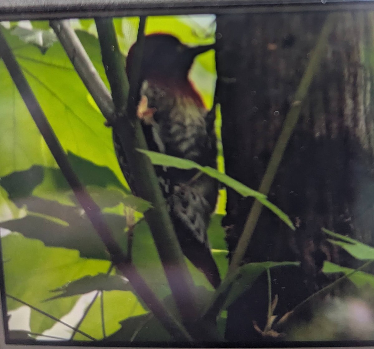 Red-breasted Sapsucker - ML636066486