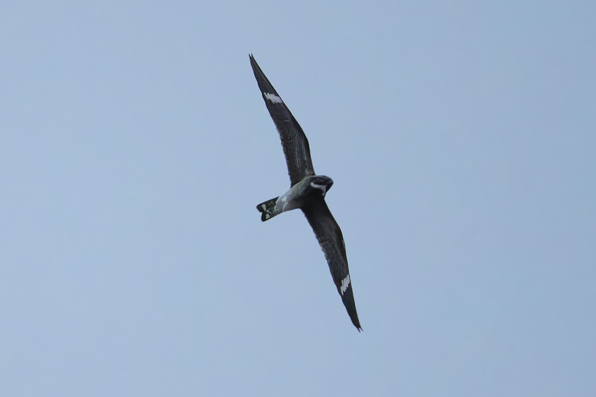 Common Nighthawk - ML636066504