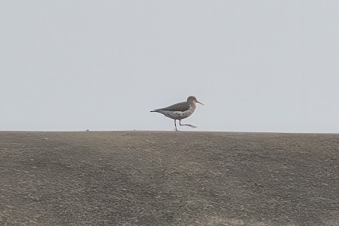 Spotted Sandpiper - ML636066512
