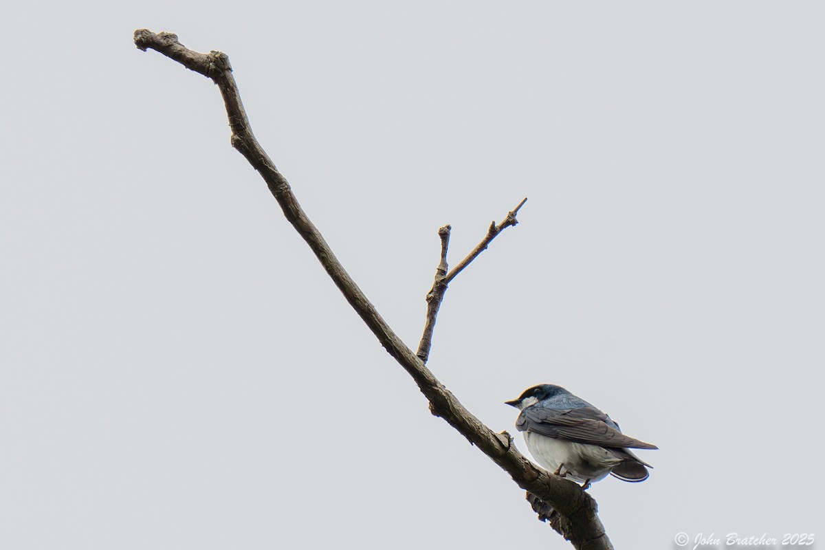Tree Swallow - ML636066551