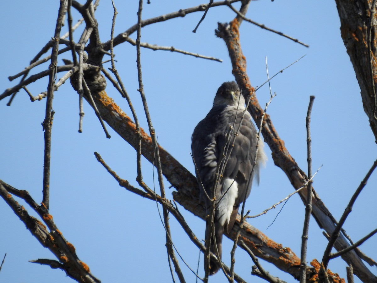 Cooper's Hawk - ML636066611