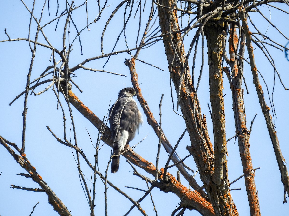 Cooper's Hawk - ML636066612