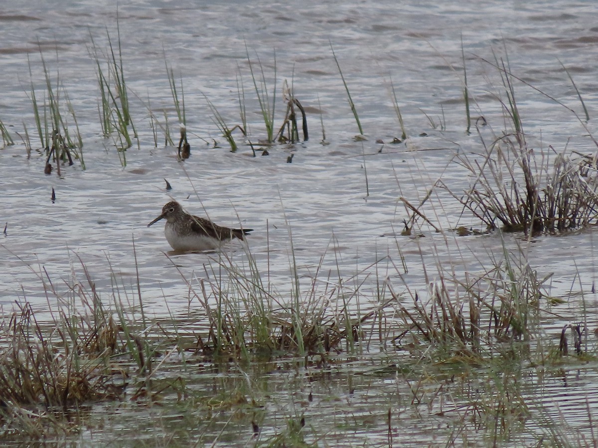 eremittsnipe - ML636066620