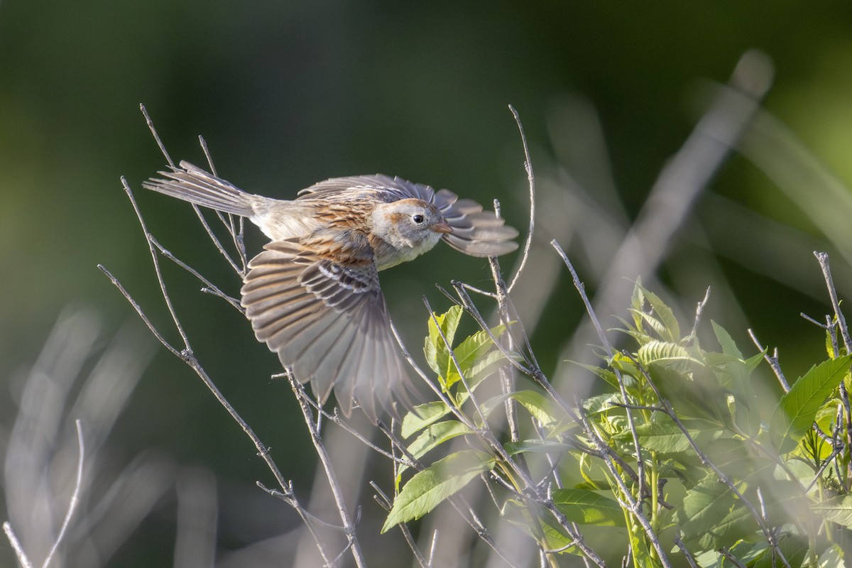 Field Sparrow - ML636066651