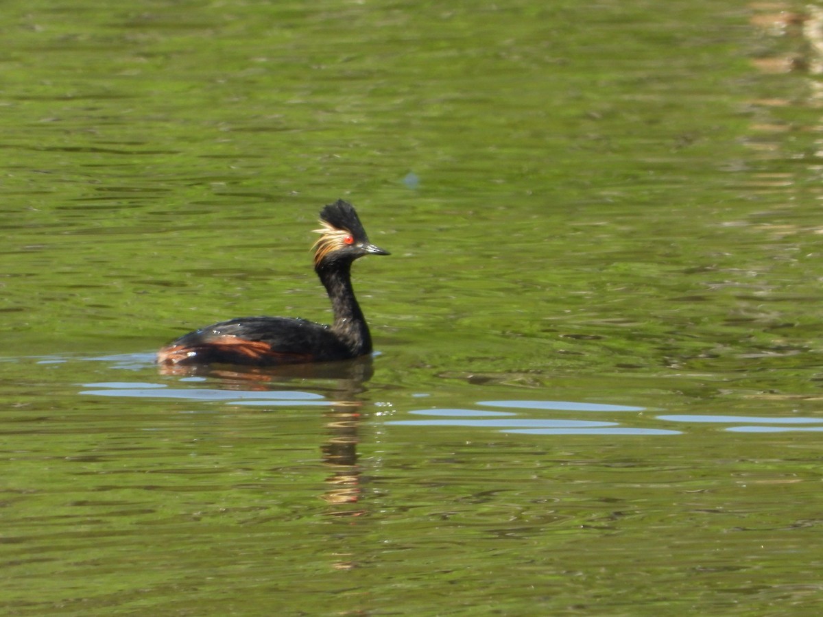 Eared Grebe - ML636066682