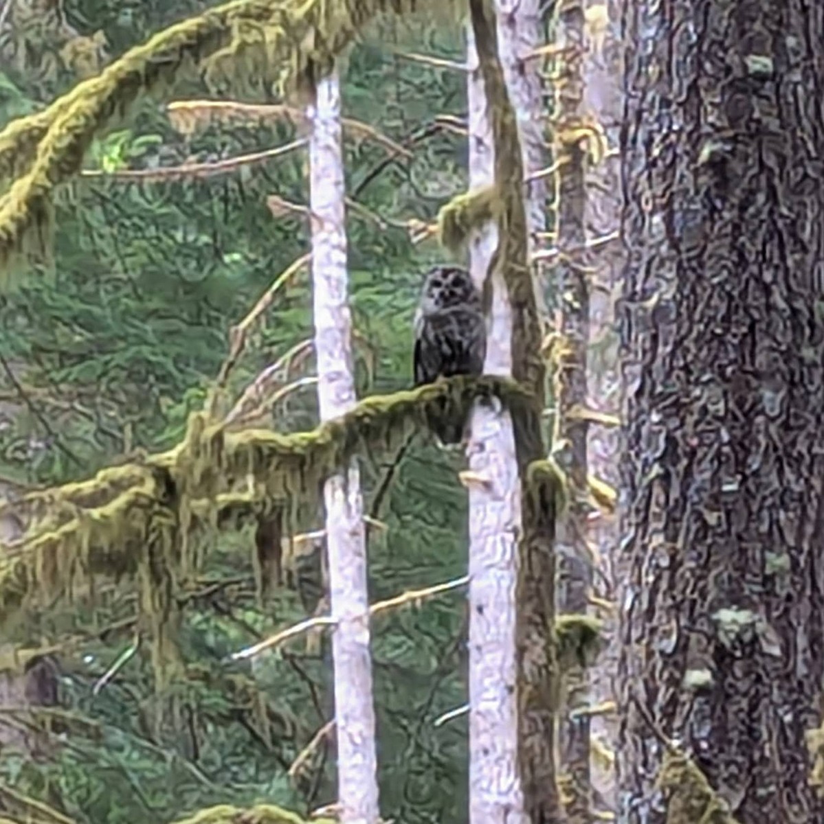 Barred Owl - ML636066702