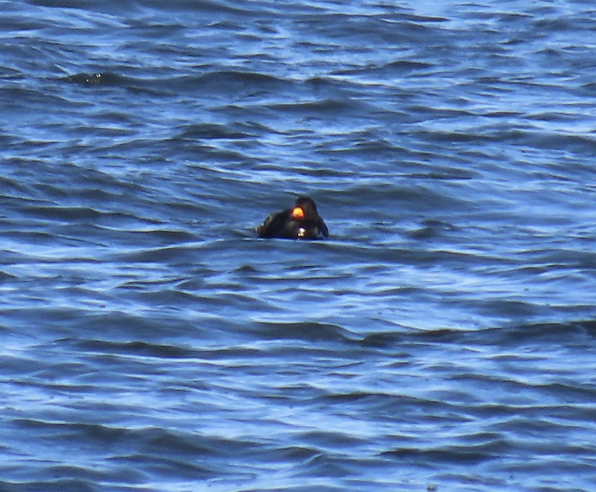 Black Scoter - ML636066725