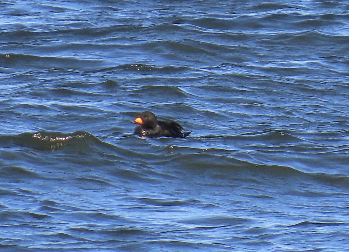 Black Scoter - ML636066726