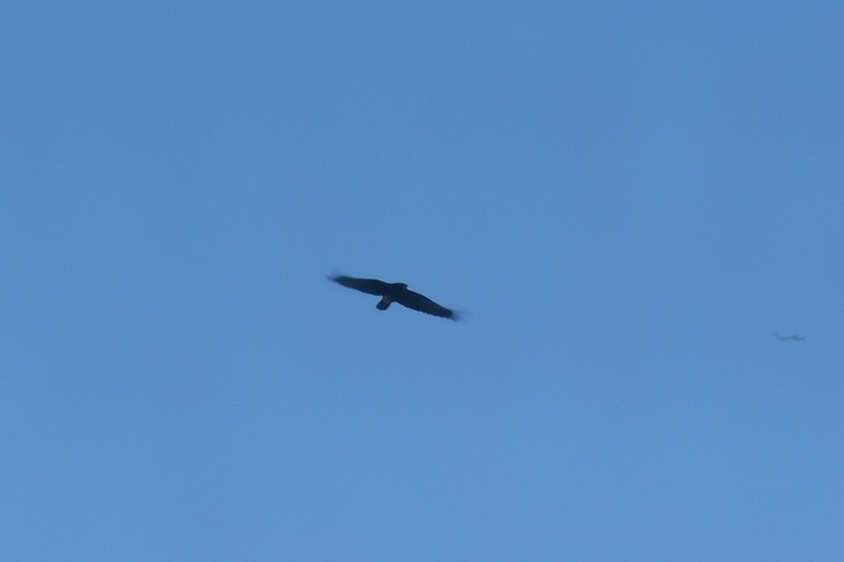 Carrion Crow (Western) - ML636066749