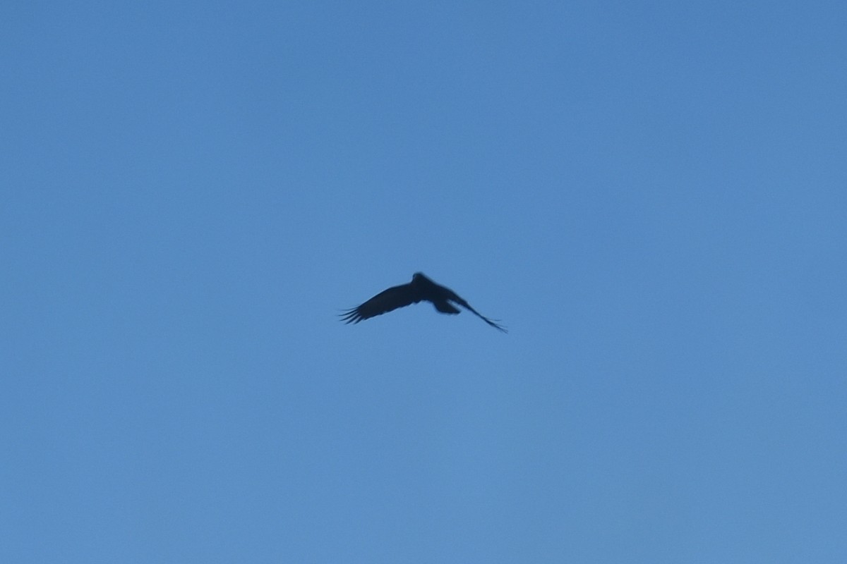 Carrion Crow (Western) - ML636066750