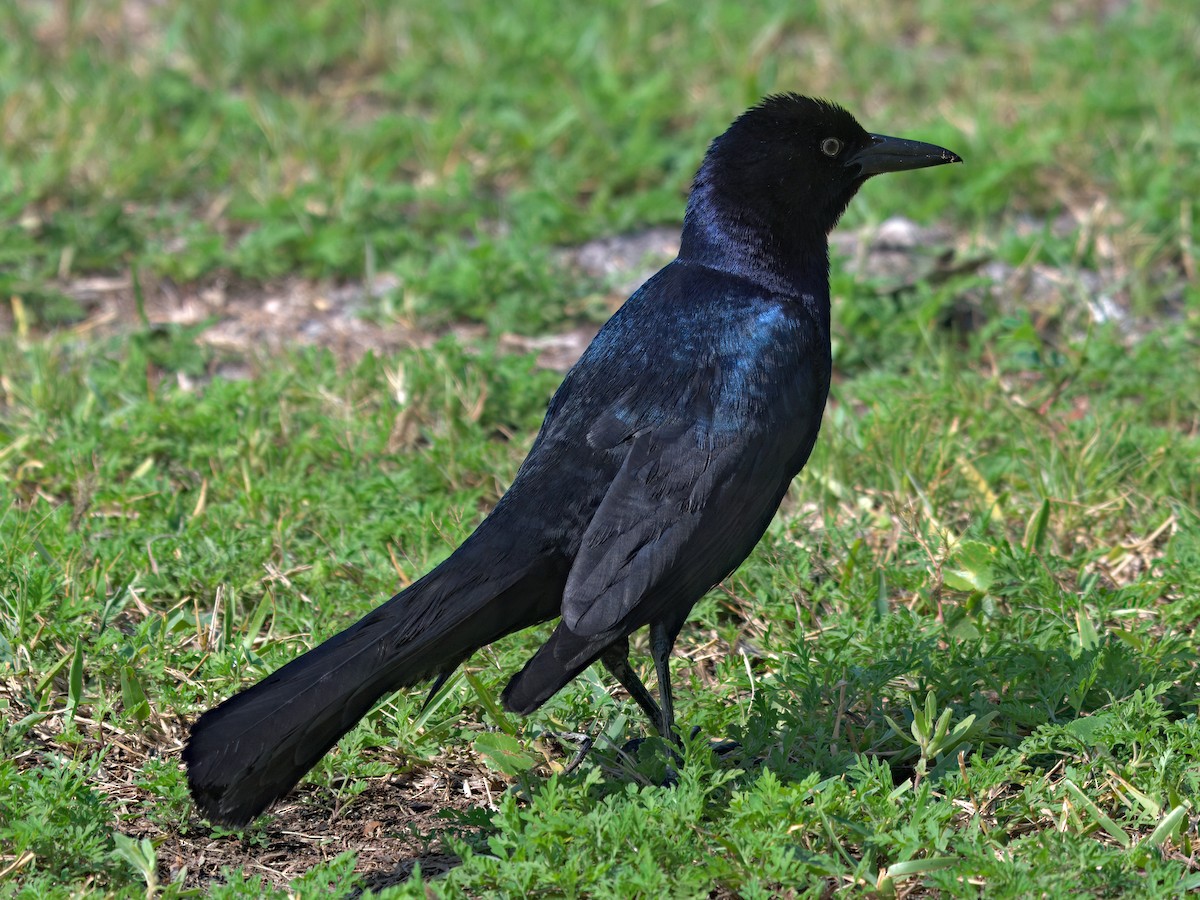 Boat-tailed Grackle - ML636066789