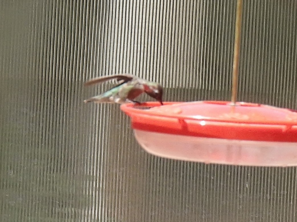 Anna's Hummingbird - ML636066805