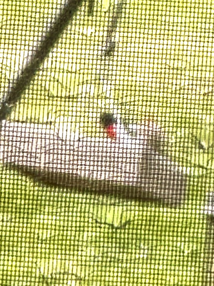 Rose-breasted Grosbeak - ML636066849