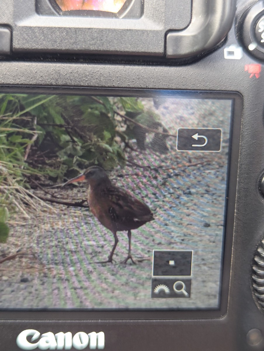 Virginia Rail - ML636066895