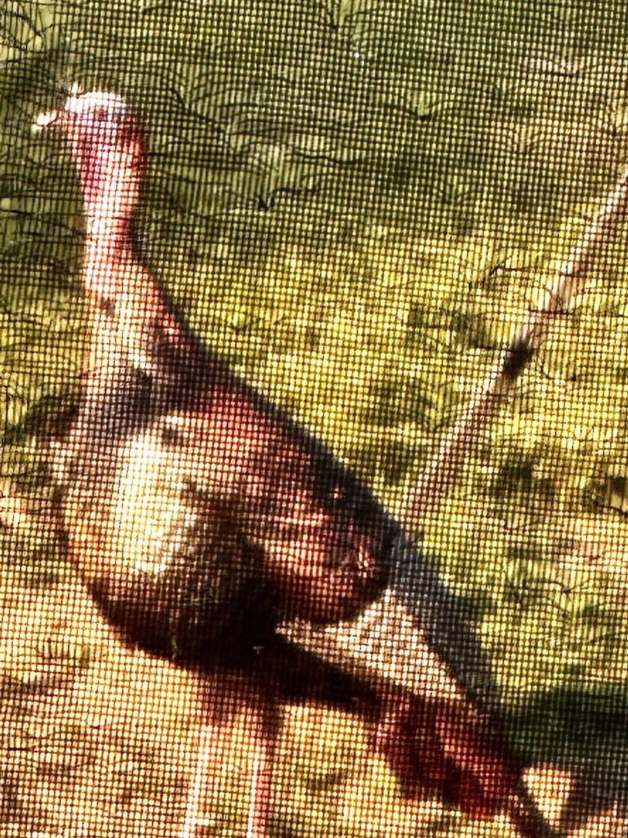 Wild Turkey - ML636066932