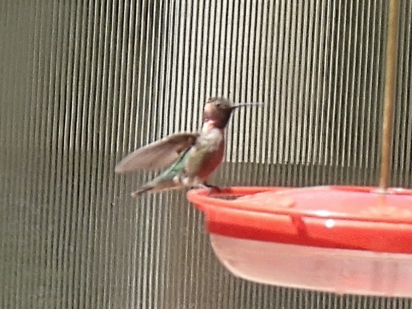 Anna's Hummingbird - ML636067030