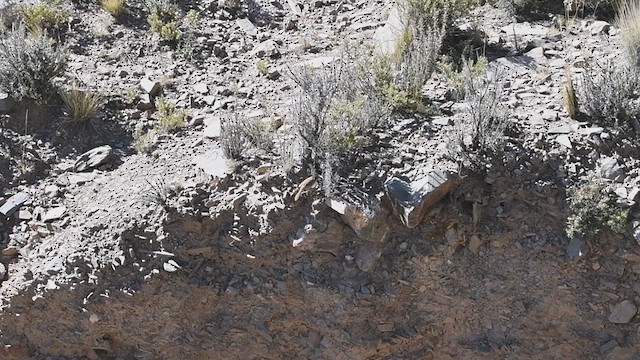 Cordilleran Canastero - ML636067067