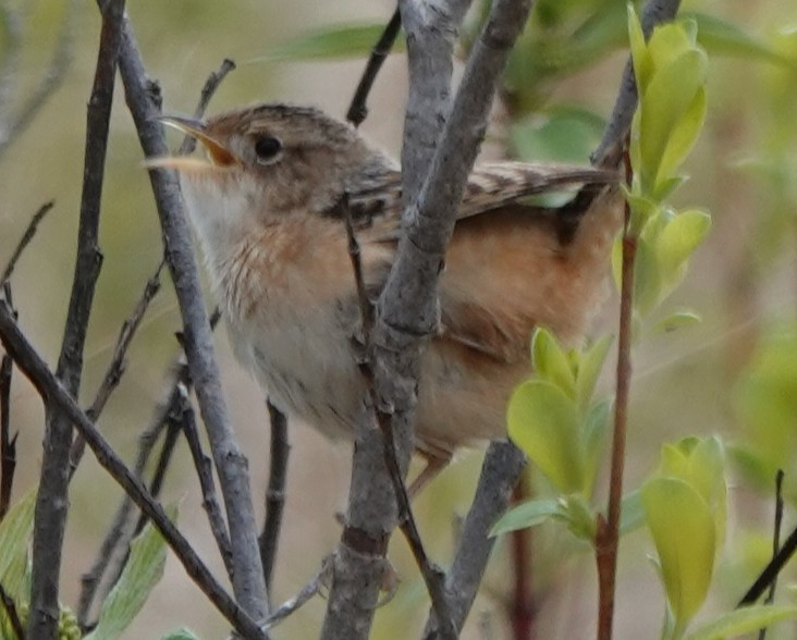 Sedge Wren - ML636067070