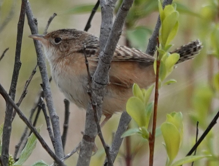 Sedge Wren - ML636067071