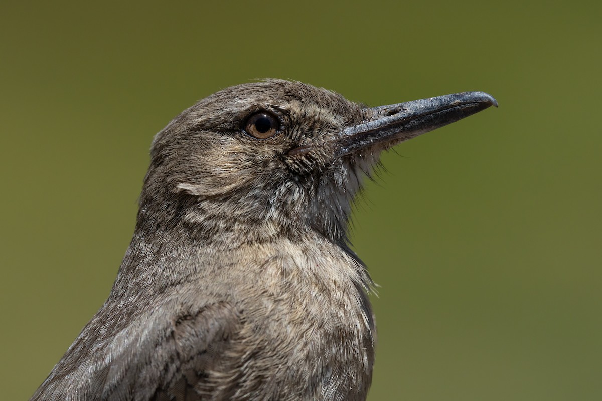 Black-billed Shrike-Tyrant - ML636067111