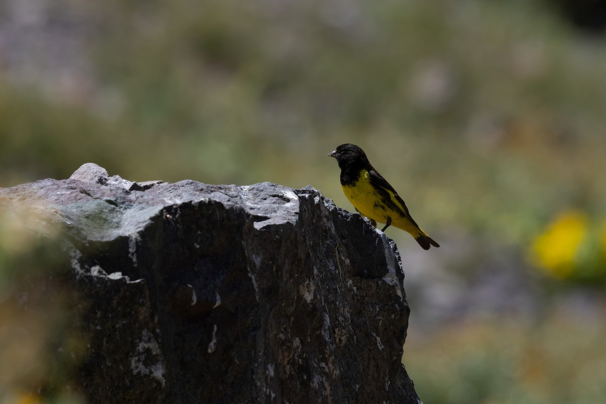 Yellow-rumped Siskin - ML636067120