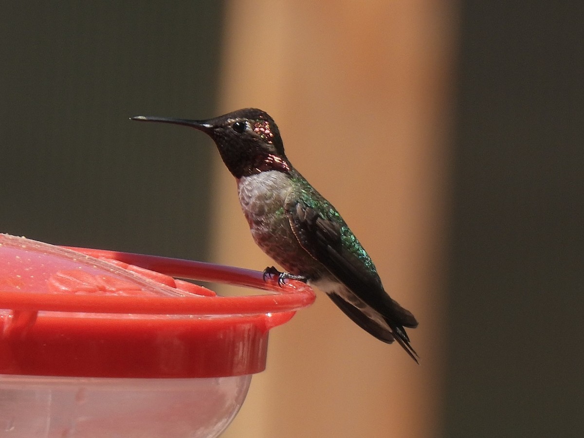 Anna's Hummingbird - ML636067263