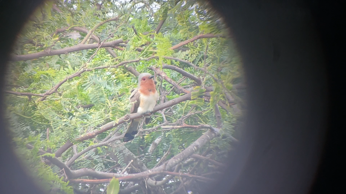 Dwarf Cuckoo - ML636067265