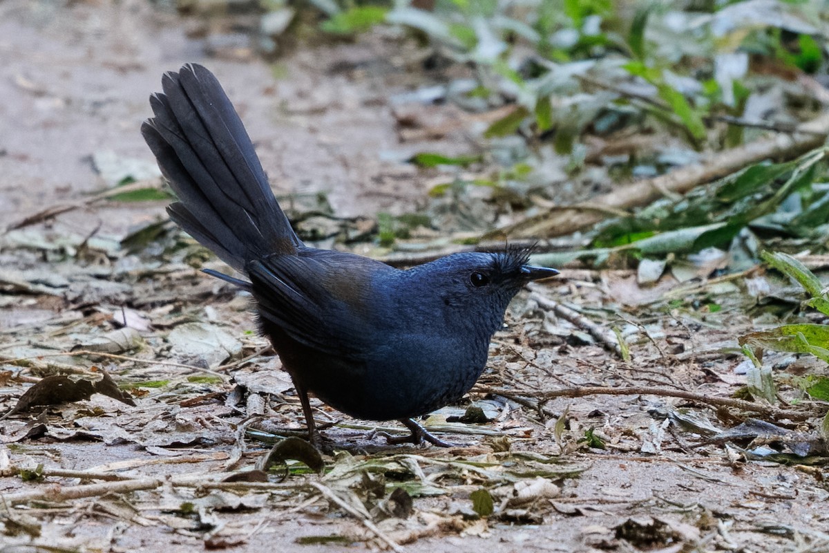 Slaty Bristlefront - ML636067308