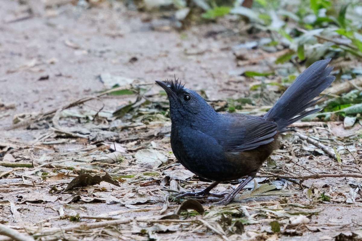Slaty Bristlefront - ML636067309
