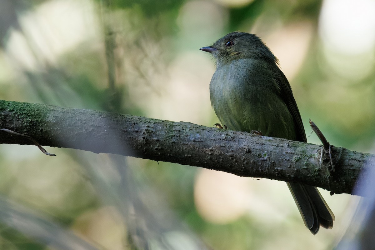 Serra do Mar Tyrant-Manakin - ML636067333