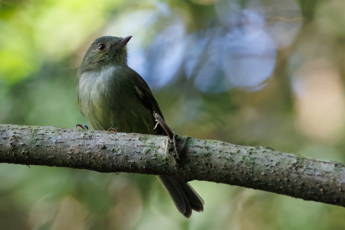 Serra do Mar Tyrant-Manakin - ML636067334