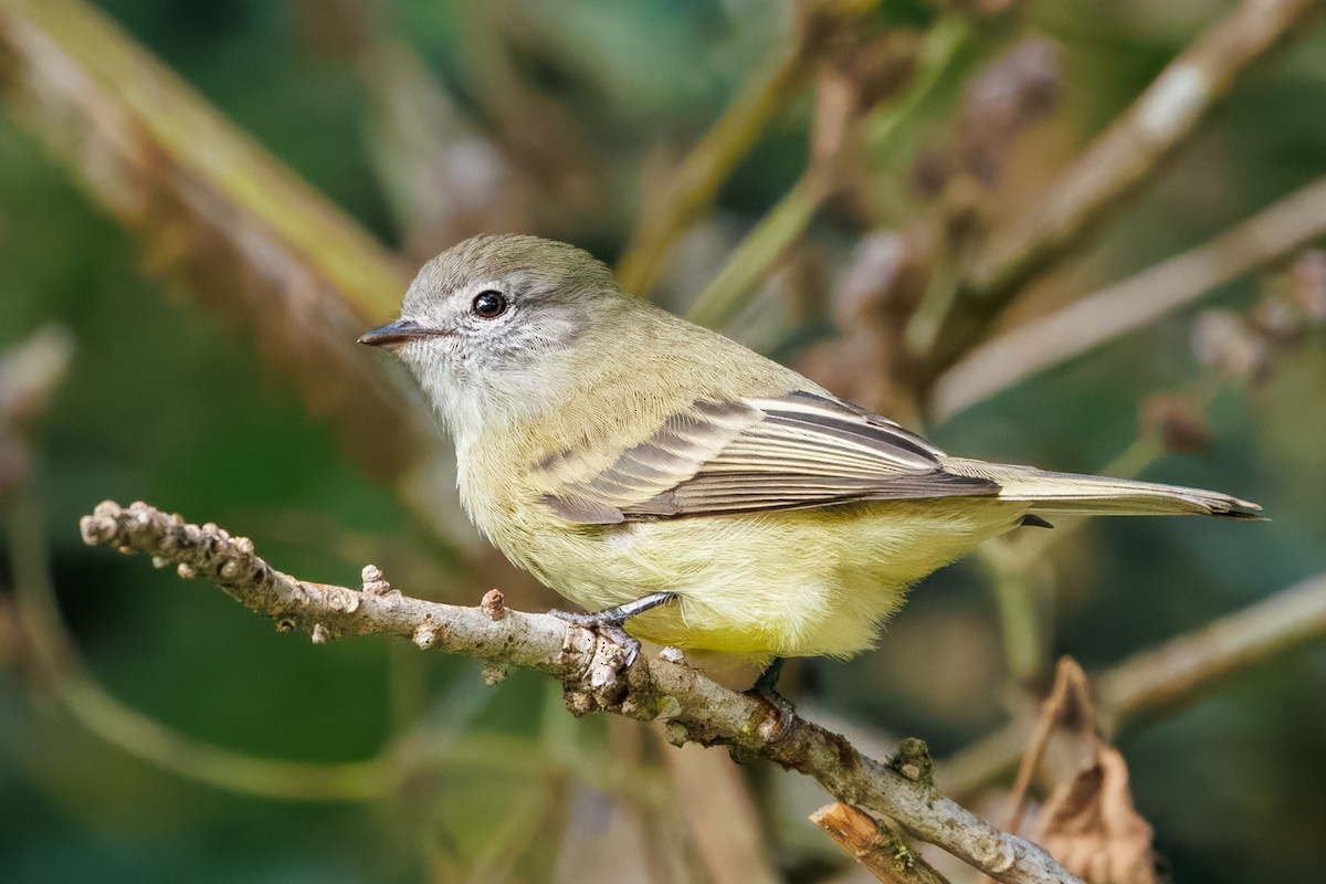 Planalto Tyrannulet - ML636067341