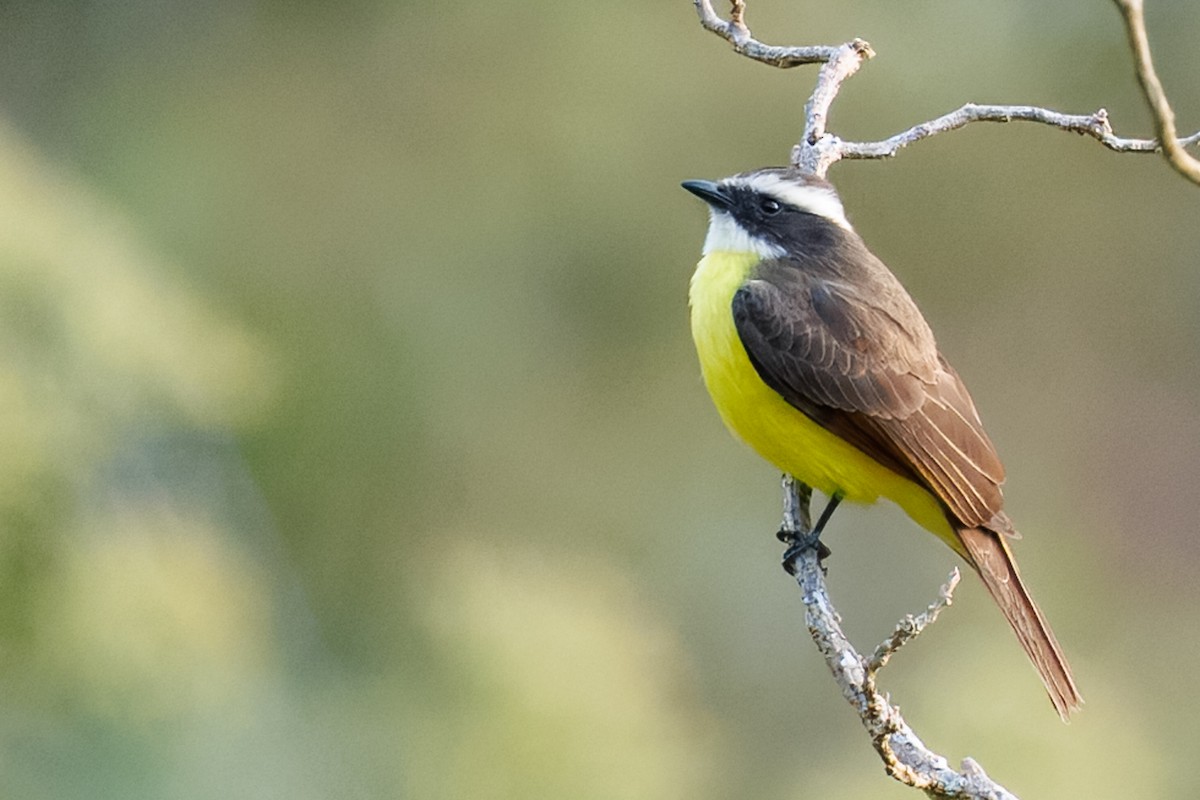 Rusty-margined Flycatcher - ML636067347