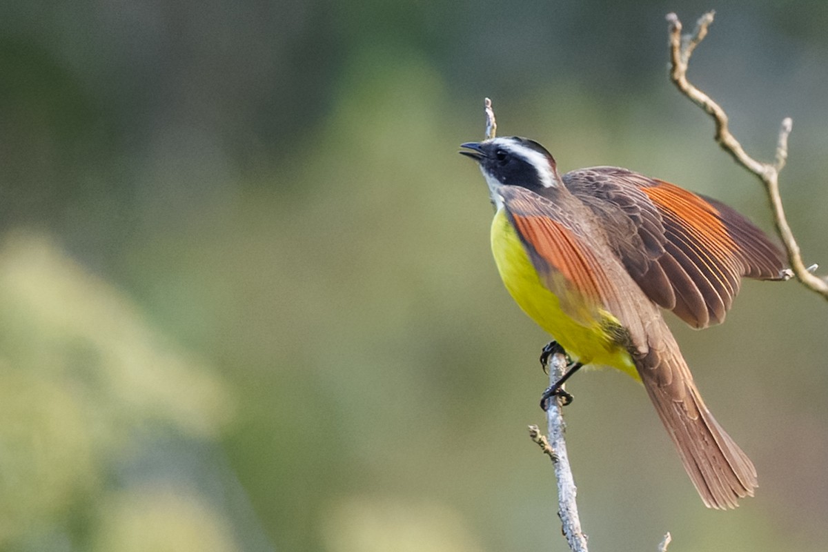 Rusty-margined Flycatcher - ML636067348