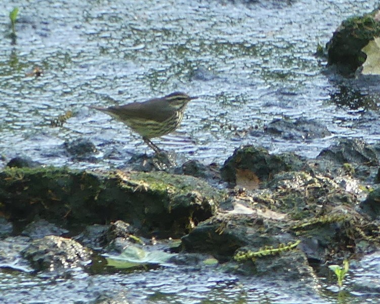 Northern Waterthrush - ML636067354