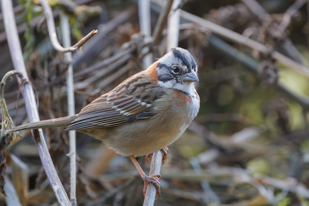 Rufous-collared Sparrow - ML636067362