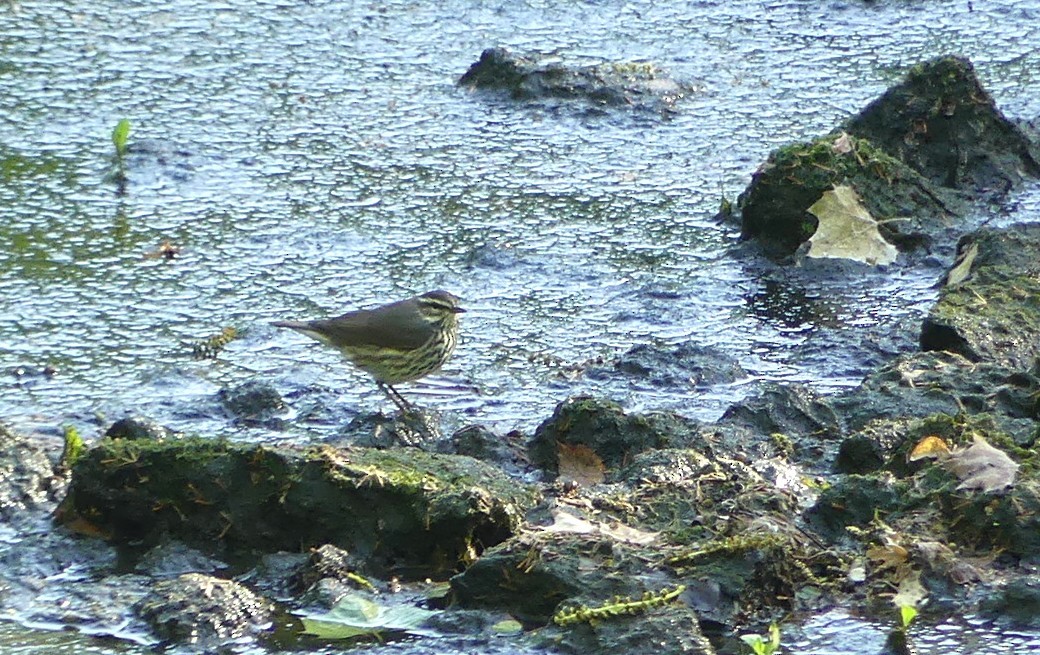Northern Waterthrush - ML636067377