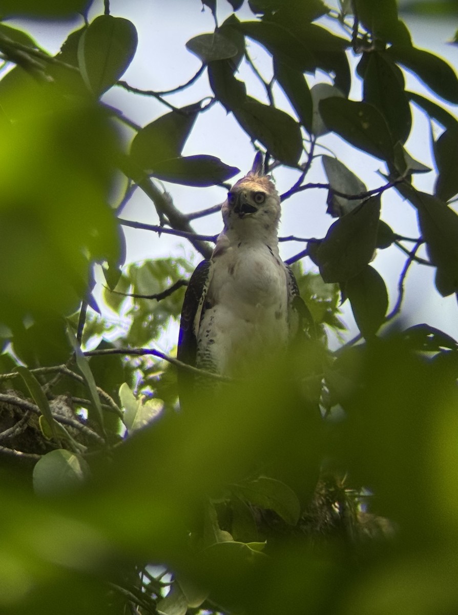 Ornate Hawk-Eagle - ML636067423