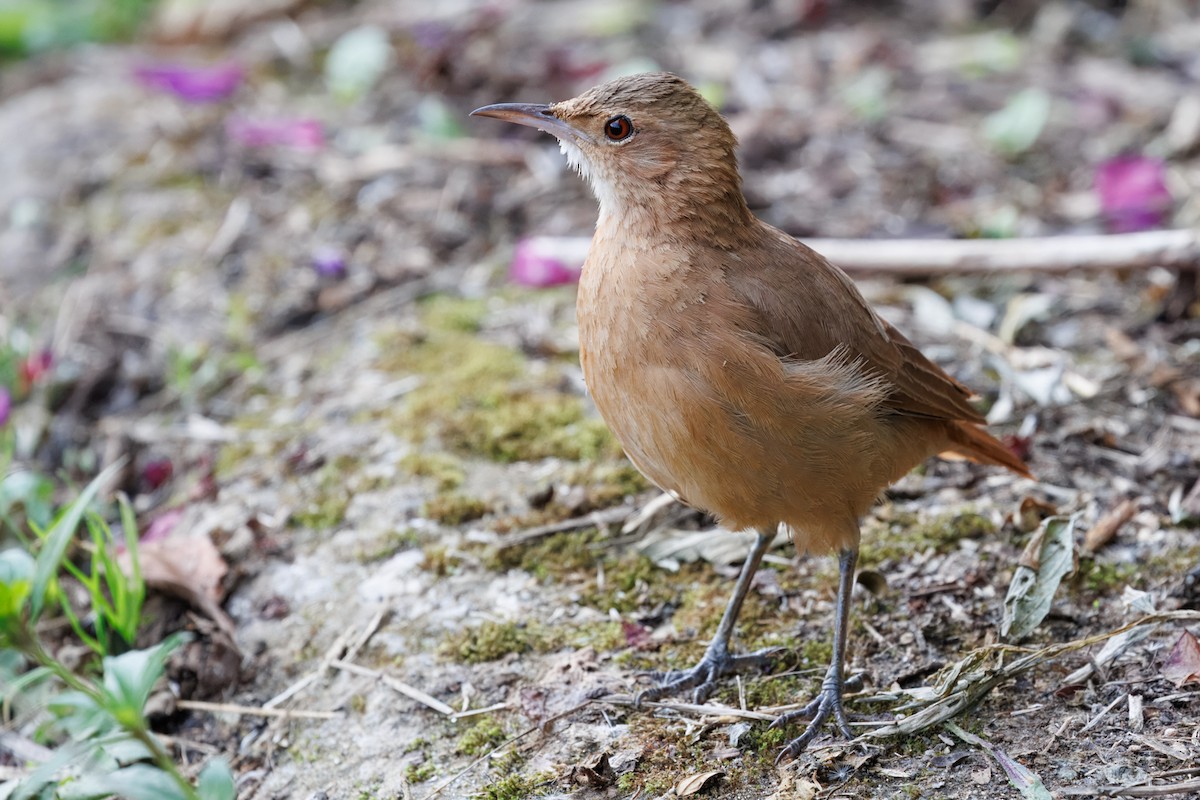 Rufous Hornero - ML636067426