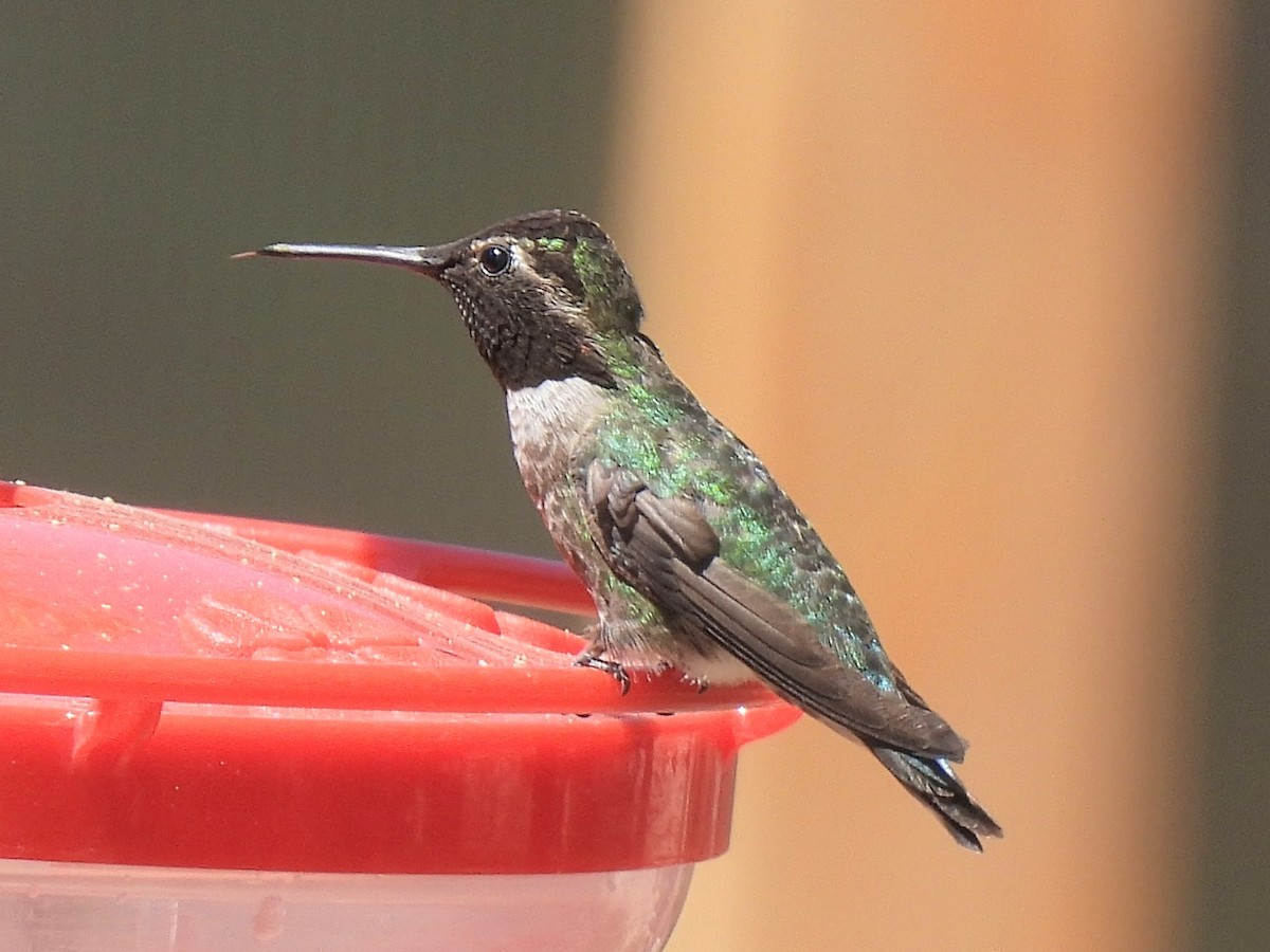 Anna's Hummingbird - ML636067427