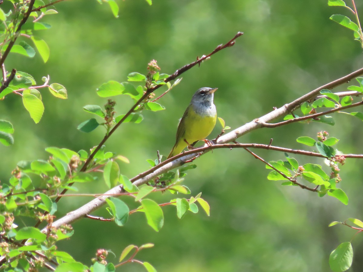 MacGillivray's Warbler - ML636067451