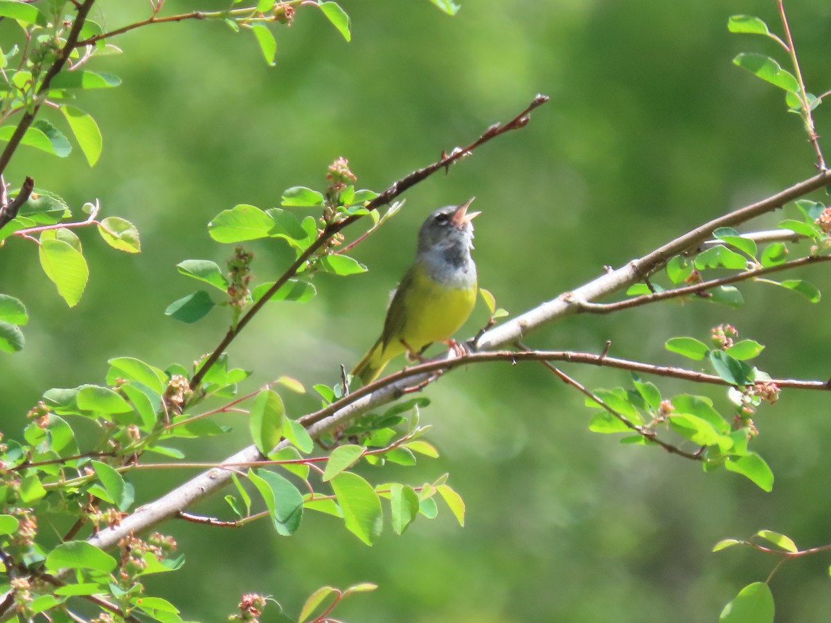MacGillivray's Warbler - ML636067452