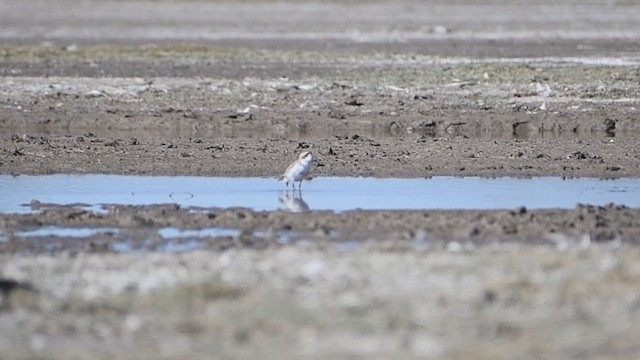Puna Plover - ML636067507