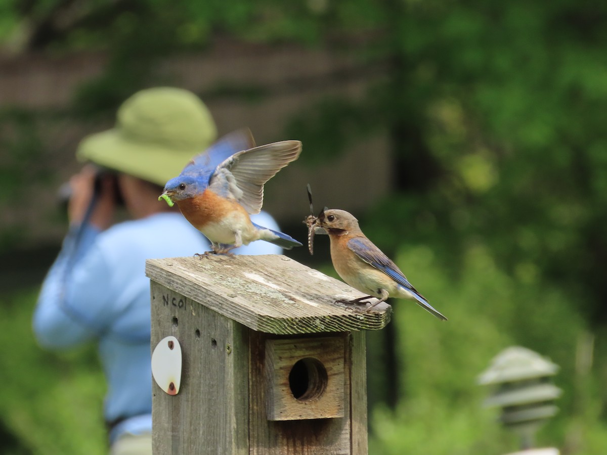 Eastern Bluebird - ML636067615