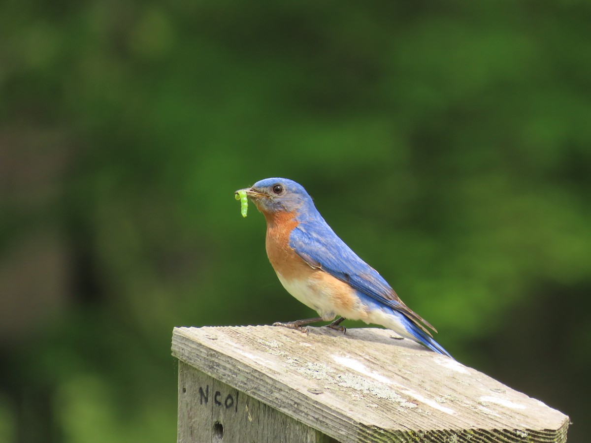 Eastern Bluebird - ML636067655