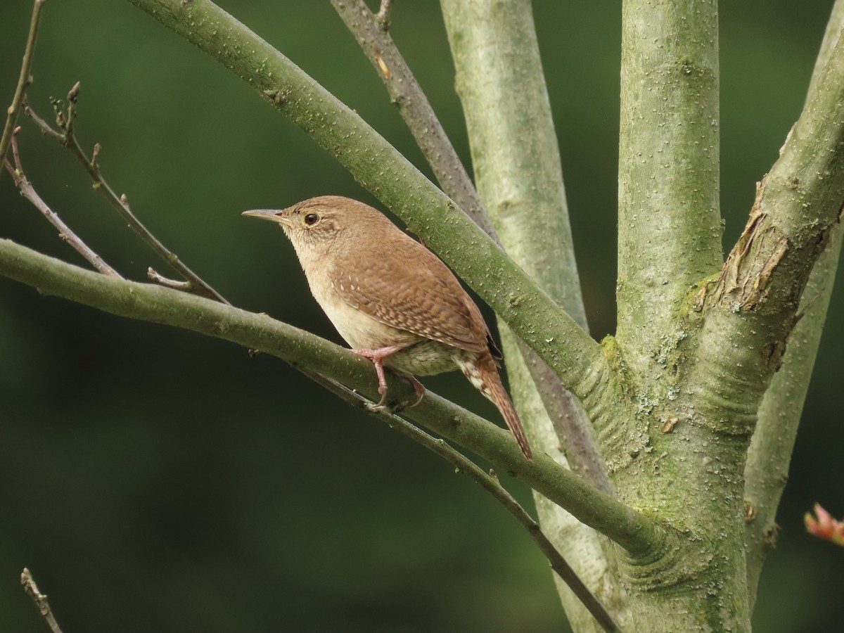 Northern House Wren - ML636067696