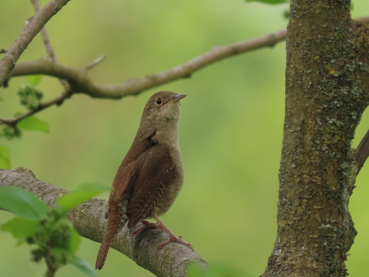 Northern House Wren - ML636067710