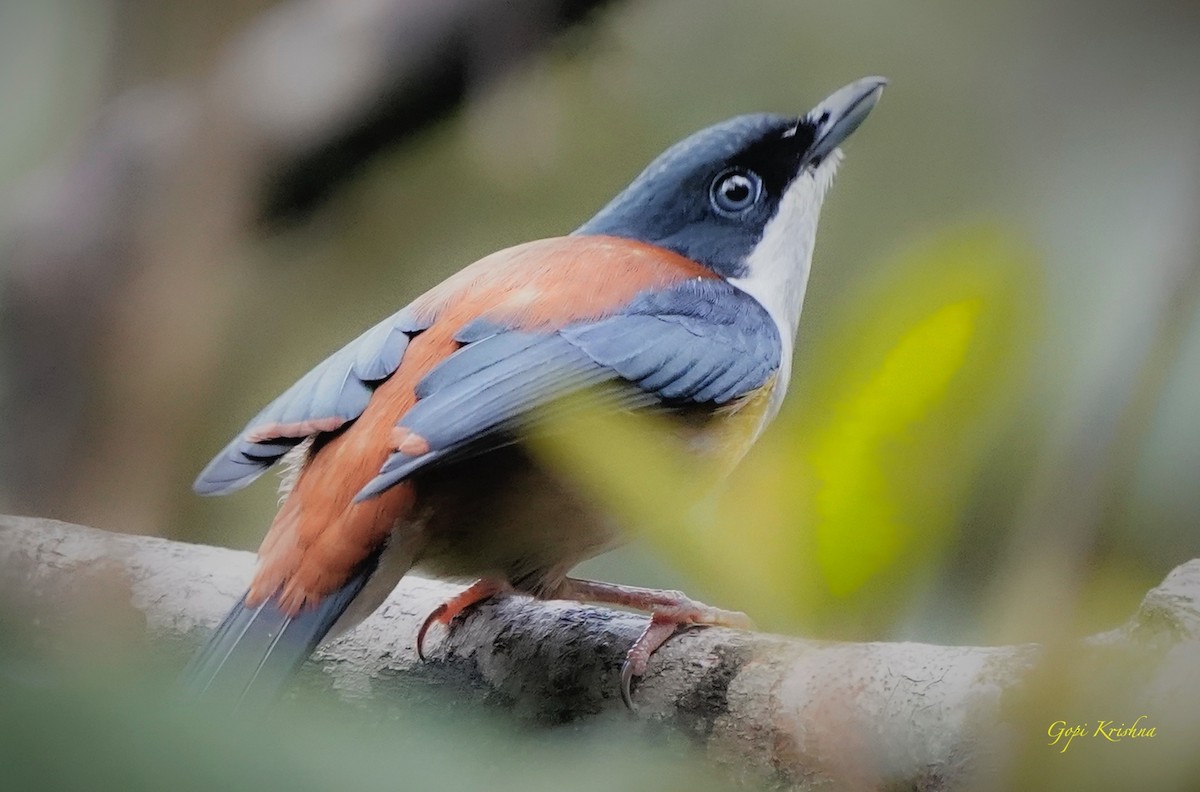 Black-headed Shrike-Babbler - ML636067746